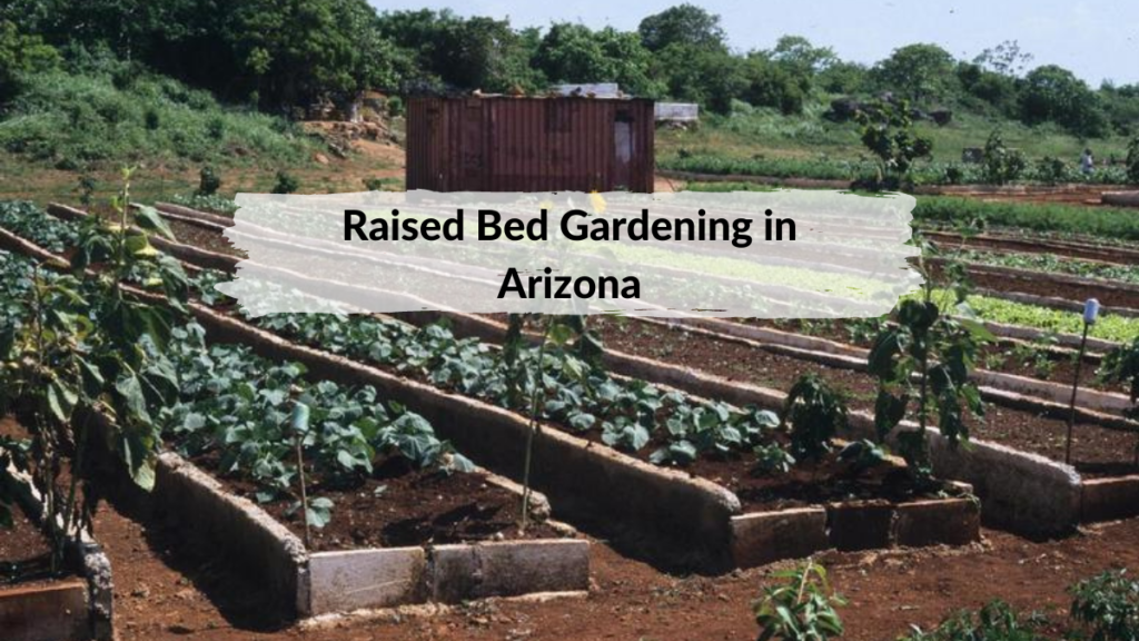 raised_bed_gardening_in_arizona
