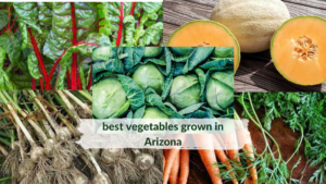 best_vegetables_grown_in_Arizona