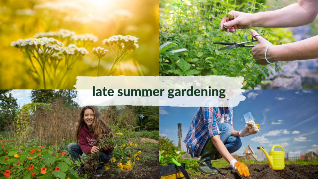 late_summer_gardening