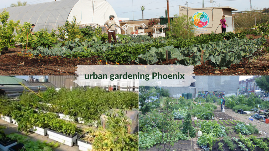 urban_gardening_Phoenix
