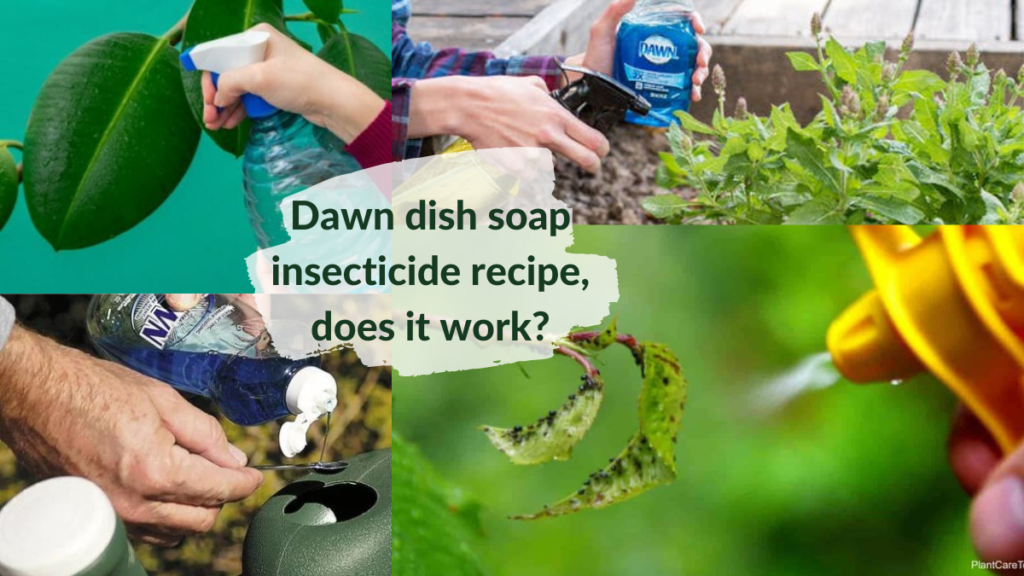 Dawn_dish_soap_insecticide_recipe_does_it_work