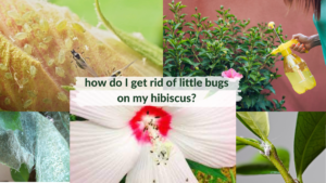 how_do_I_get_rid_of_little_bugs_on_my_hibiscus
