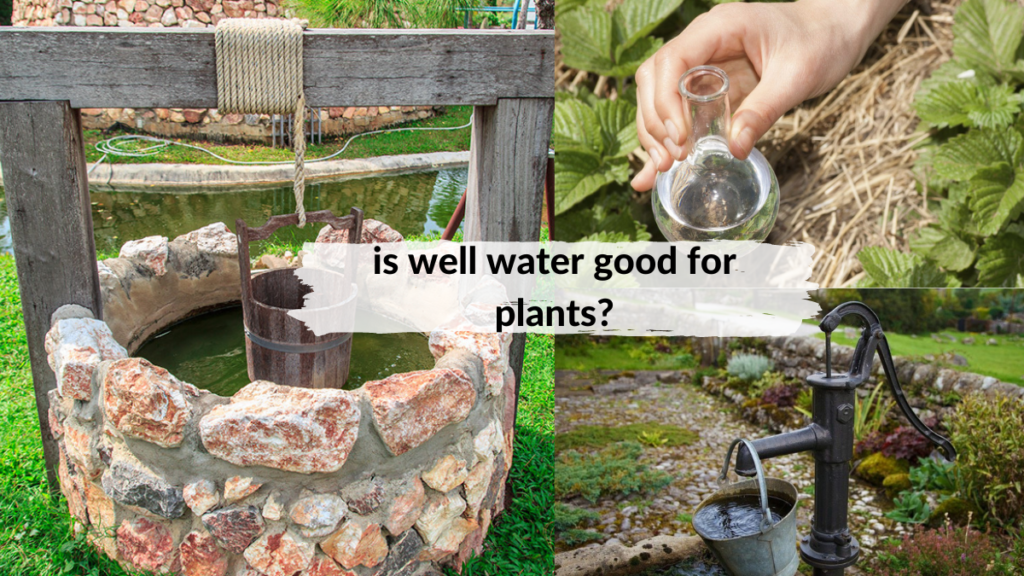 is_well_water_good_for_plants