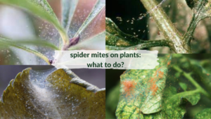 spider_mites_on_plants_what_to_do